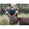 Image 1 : 5-day Australia Sambar Deer Hunt for One Hunter and One Observer