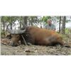 Image 1 : 10-day Cameroon Roan and Savanna Buffalo Hunt for One Hunter and One Observer