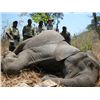 Image 1 : 10-day Zimbabwe Tuskless Elephant Hunt for One Hunter and One Observer