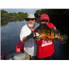 Image 1 : 9-day Amazon Peacock Bass Fishing Trip for Two Anglers