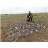 Image 2 : 6-day Argentina Mixed-bag Hunt for Four Hunters