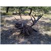 Image 1 : 5-day Portugal Iberian Red Stag Hunt For One Hunter and One Observer