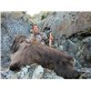 Image 1 : 5-day New Zealand Trophy Tahr, Fallow Deer and Unlimted Wallabies for Two Hunters