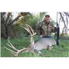 Image 2 : 4-day Texas White-tailed Deer Hunt up to 179 SCI for One Hunter and One Observer