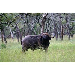 10-day Tanzania Cape Buffalo and Plains Game Hunt for One Hunter and One Observer