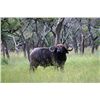 Image 1 : 10-day Tanzania Cape Buffalo and Plains Game Hunt for One Hunter and One Observer