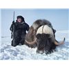Image 1 : 6-day Nunavut Barren Ground Muskox Hunt for One Hunter