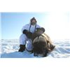 Image 2 : 6-day Nunavut Barren Ground Muskox Hunt for One Hunter