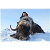 Image 3 : 6-day Nunavut Barren Ground Muskox Hunt for One Hunter