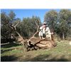 Image 1 : 5-day Spain Iberian Red Deer Hunt for One Hunter and One Observer