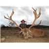 Image 2 : 5-day Spain Iberian Red Deer Hunt for One Hunter and One Observer