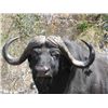 Image 2 : 8-day Zululand, South Africa Plains Game Hunt for Two Hunters and Two Observers