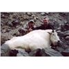 Image 1 : 12-day British Columbia Mountain Goat Hunt for One Hunter