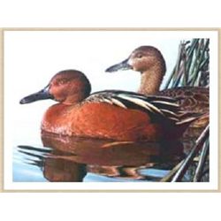 Color Pencil Drawing and Print