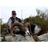 Image 1 : 5-day Spain Iberian Mouflon Hunt for One Hunter and One Observer