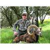 Image 2 : 5-day Spain Iberian Mouflon Hunt for One Hunter and One Observer