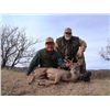 Image 1 : 5 1/2-day Mexico Coues Deer Hunt for Two Hunters