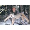 Image 1 : 7-day British Columbia Canadian Lynx Hunt for One Hunter
