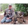 Image 1 : 5-day Spain European Boar Hunt for One Hunter and One Observer