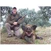 Image 2 : 5-day Spain European Boar Hunt for One Hunter and One Observer