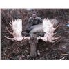 Image 1 : 7-day British Columbia Western Canadian Moose Hunt for One Hunter