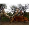 Image 1 : 10-day Argentina Red Stag and Boar Hunt with Dove and Pigeon Shooting for Two Hunters
