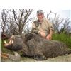 Image 2 : 10-day Argentina Red Stag and Boar Hunt with Dove and Pigeon Shooting for Two Hunters