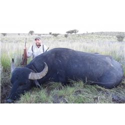 6-day Argentina Water Buffalo, Blackbuck, Boar and Wingshooting Hunt for Four Hunters