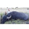 Image 1 : 6-day Argentina Water Buffalo, Blackbuck, Boar and Wingshooting Hunt for Four Hunters