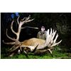 Image 1 : 5-day New Zealand Trophy Red Stag up to 525 SCI for One Hunter and One Observer