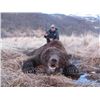 Image 1 : 8-day Alaska Peninsula Brown Bear Hunt for One Hunter
