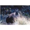 Image 3 : 5-day New Zealand Tahr Hunt for Four Hunters and Four Observers