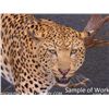 Image 1 : Taxidermy Work for a Life-Sized Leopard Mount