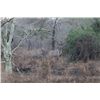 Image 2 : 10-day Mozambique Nyala and Plains Game Hunt for One Hunter and One Observer