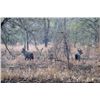 Image 3 : 10-day Mozambique Nyala and Plains Game Hunt for One Hunter and One Observer