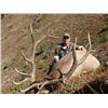 Image 1 : 8-day British Columbia Rocky Mountain Elk Hunt for One Hunter