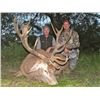 Image 1 : 5-day Argentina Red Deer, Blackbuck, Multi-horn Sheep and Dove Hunt for 3 Hunters