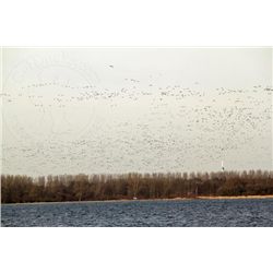 5-day Netherlands Goose Hunt for One Hunter and One Observer