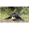 Image 1 : 5-day British Columbia Black Bear Hunt for Two Hunters