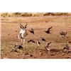 Image 1 : 8-day Nambia Plains Game Hunt for One Hunter and One Observer