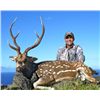 Image 1 : 2 1/2-day Hawaii Free-Range Trophy Axis Deer & Feral Goat Combo Package for One Hunter and One Obser