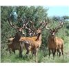 Image 1 : 17-day Argentina Red Deer, Cougar, Water Buffalo, Boar and Sheep hunt for Two Hunters and Two Observ