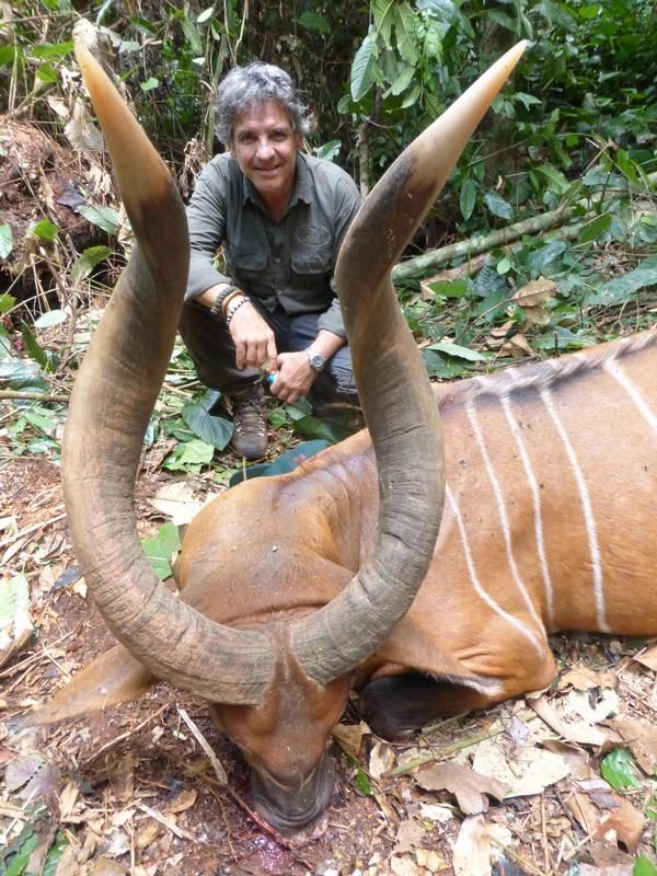 14-day Cameroon Bongo Hunt for One Hunter and One Observer - Safari ...