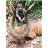 Image 1 : 14-day Cameroon Bongo Hunt for One Hunter and One Observer