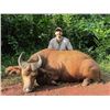 Image 2 : 14-day Cameroon Bongo Hunt for One Hunter and One Observer