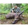 Image 3 : 14-day Cameroon Bongo Hunt for One Hunter and One Observer