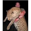 Image 1 : 15-day Zimbabwe Leopard, Plains Game and Taxidermy All-inclusive Hunt Package for One Hunter and One