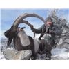 Image 1 : 5-day Turkey Bezoar Ibex and Eurasian Boar Hunt for One Hunter and One Observer
