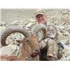 Image 1 : 5-day Azerbaijan hunt for Dagestan (Eastern) Tur for one hunter