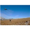 Image 1 : 3-night/2 Full Days of Upland Wingshooting for 2 Guests